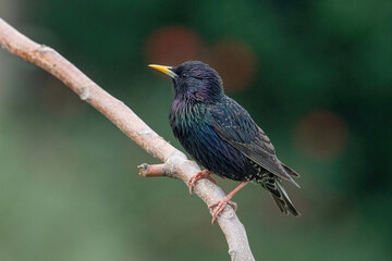 Starling on the tree. European Starling (Sturnus vulgaris)