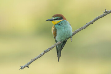 Beautiful nature scene with European bee-eater Merops apiaster. Merops apiaster in the nature habitat