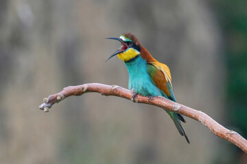 Beautiful nature scene with European bee-eater Merops apiaster. Merops apiaster in the nature habitat