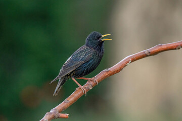 Starling on the tree. European Starling (Sturnus vulgaris)