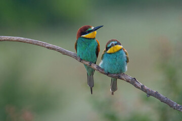 Beautiful nature scene with European bee-eater Merops apiaster. Merops apiaster in the nature habitat