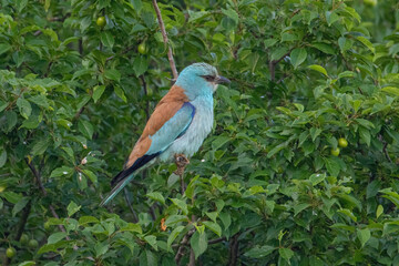 European roller (Coracias garrulus) perched on a branch