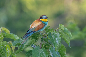 Obraz premium Beautiful nature scene with European bee-eater Merops apiaster. Merops apiaster in the nature habitat