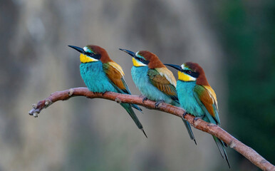 Beautiful nature scene with European bee-eater Merops apiaster. Merops apiaster in the nature habitat