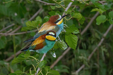 Beautiful nature scene with European bee-eater Merops apiaster. Merops apiaster in the nature habitat