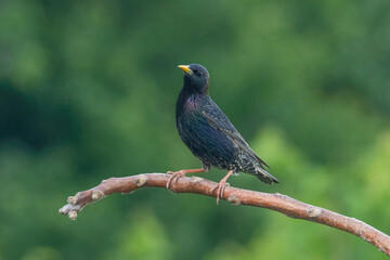 Starling on the tree. European Starling (Sturnus vulgaris)