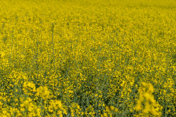 The rapeseed blooms with yellow flowers. Closeup. Selective focus.