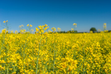 Blooming rapeseed field against the blue sky