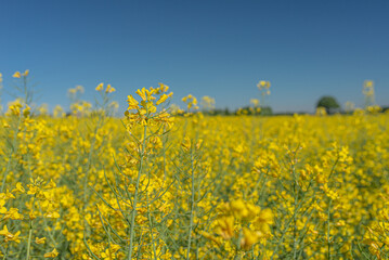 Obraz premium Blooming rapeseed field against the blue sky