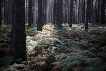 Foret de Rambouillet - Ile-de-France - France