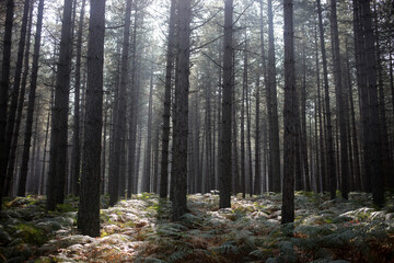 Foret de Rambouillet - Ile-de-France - France