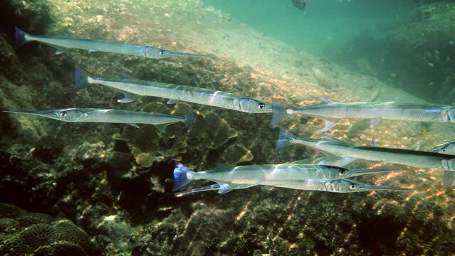 School of reef needlefish or Belonidae hunting on a coral reef. Snorkeling scuba and diving background. Underwater video of marine wild life. Group of predator fishes swimming in sun rays