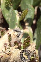 Cactus