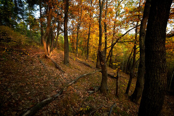 Obraz premium Autumn landscape, colorful autumn nature in nice sunny weather at sunset. Autumn oak forest.