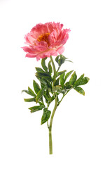 Naklejka na ściany i meble Beautiful pink peony flowers isolated on white background