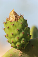 cactus fruit