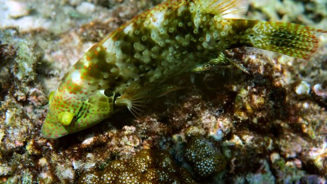 Underwater video of Cheilinus trilobatus or Tripletail wrasse swimming among coral reefs in Andaman Sea. Tropical sea fish on snorkeling or dive on island. Marine life of Thailand