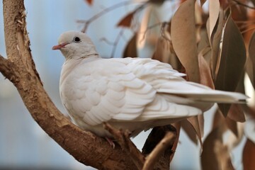 White dove sitting on a tree branch