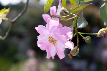 Blooming Pink Rose in the garden