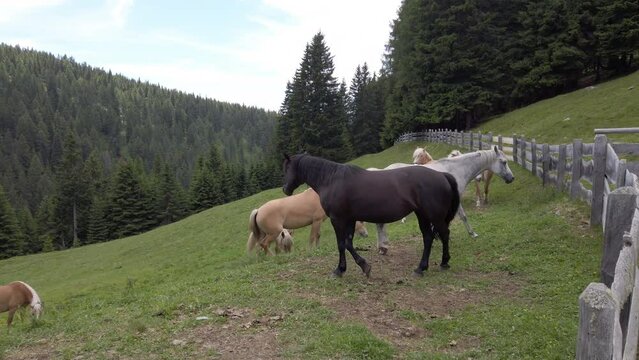 Horses grazing and playing on meadow in the Dolomites, 4k real time footage