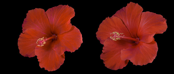 Banner with red hibiscus flowers
 on black background