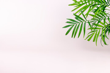 Tropical green palm branch on light pastel colors background with copy space.