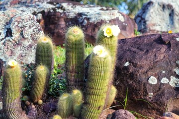 Photograph of beautiful cacti planted in the ground.