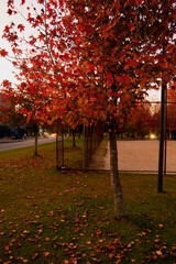 autumn trees in the park