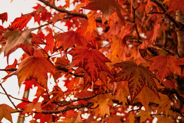 fall autumn leaves maple tree