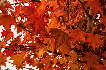 fall autumn leaves maple tree