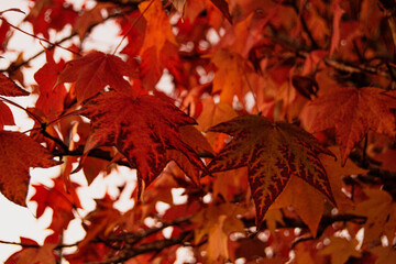 fall autumn leaves maple tree