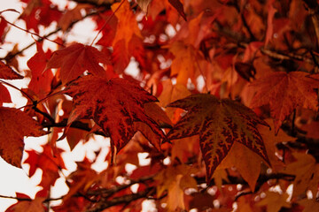 fall autumn leaves maple tree