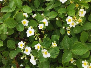 Strawberries blossoming