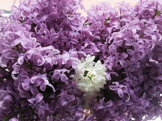 Lilac blossoming