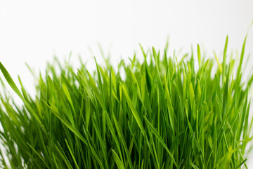 Fototapeta na wymiar Fresh green grass on white background.