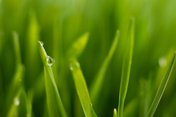 beautiful water drop on fresh green grass, macro bokeh image. Nature background close up image selective focus.