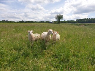 Fototapeta premium sheep in the field