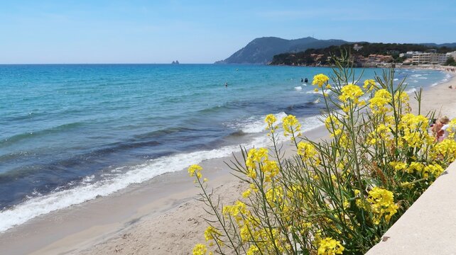 Paysage de c&ocirc;te &agrave; La Seyne-sur-Mer dans le Var, plage des Sablettes au bord de la mer M&eacute;diterran&eacute;e, avec des fleurs jaunes au premier plan (France)