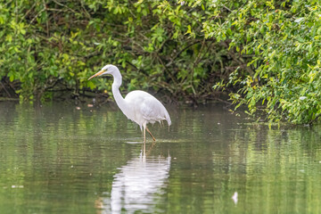 great white heron