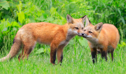 Naklejka na ściany i meble Young red foxes playing in the grass with green foreground and background