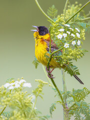 Black Headed Bunting singing in herb in breeding habitat