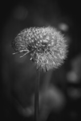 Obraz premium Löwenzahn