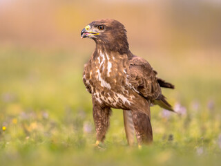 Buzzard perched in grass