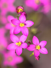 Centaurium flowers