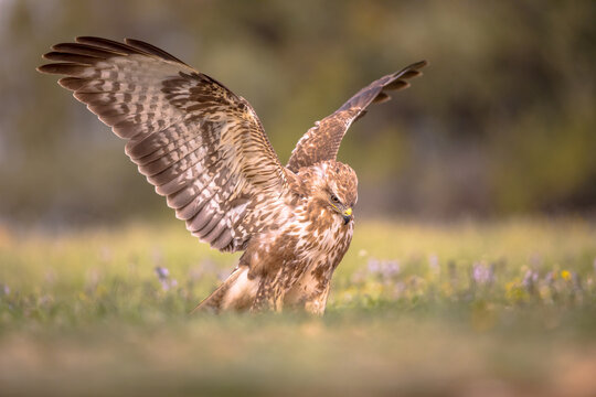 Buzzard perched with spread wings
