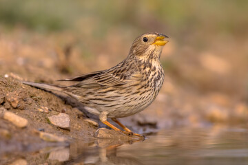 Corn bunting drinking