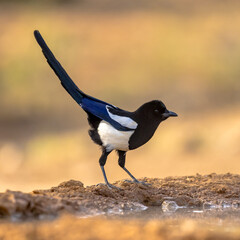 Eurasian Magpie perched in sand