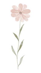 Fototapeta na wymiar Watercolor trendy flower. Vector illustration for web, app and print. Elegant feminine shape floristic isolated daisies flowers. Garden, botanical, minimalistic floral element.