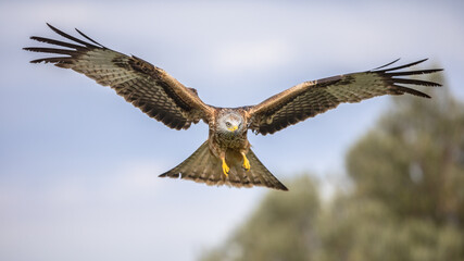 Flying red kite against blue sky