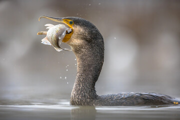 Great cormorant eating carp fish